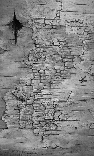 Old Birch, Grey Dagger